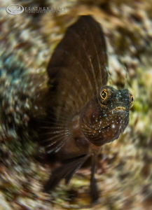 A Sailfin Blenny displays his distinctive trait. by Glenn Ostle 